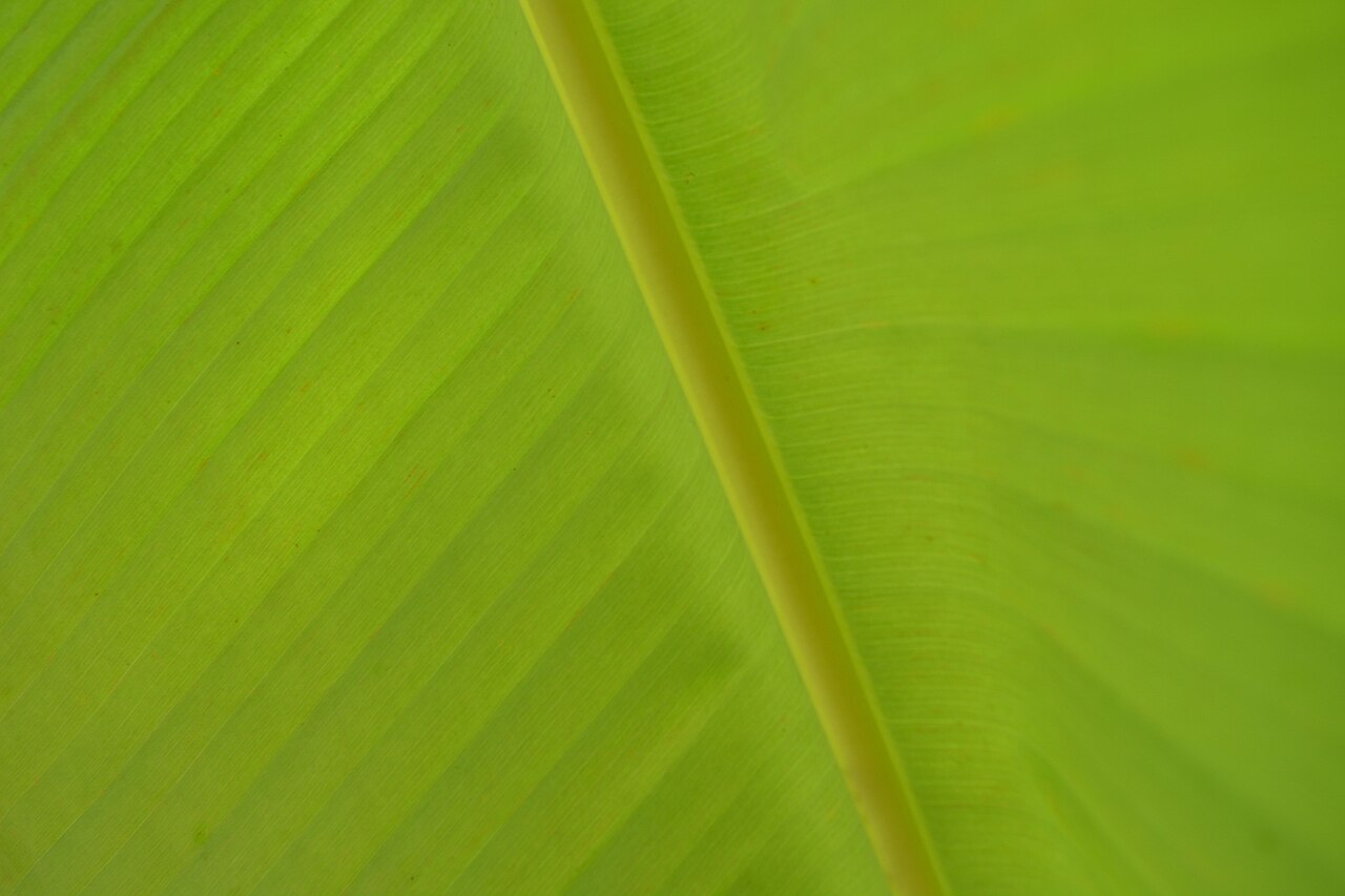 Close-up of a fresh banana leaf